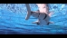 RoboShark - 17006
